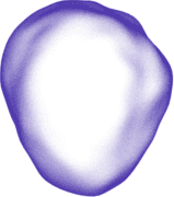 Prolaio logo