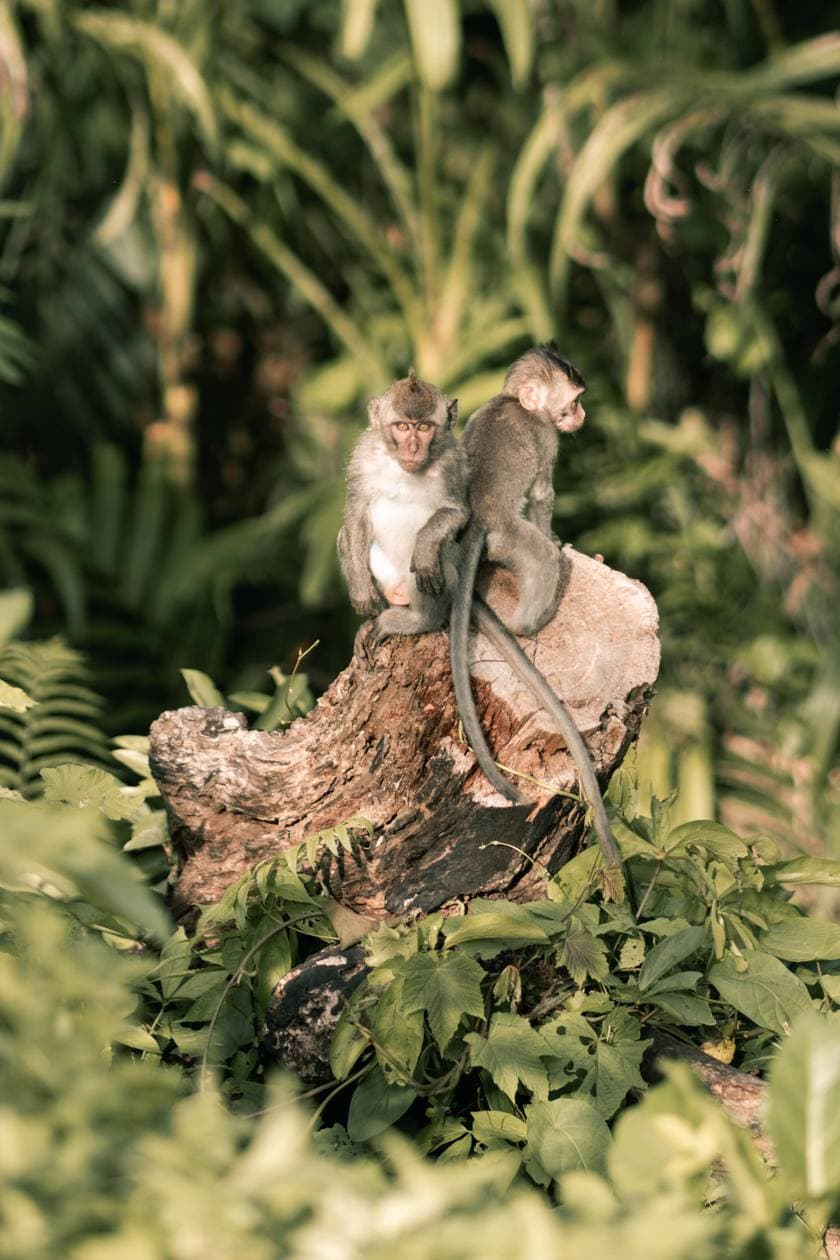 Two long-tailed macaques sitting together on a tree stump in the jungle